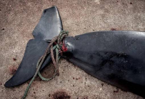 Θανάτωση 177 φαλαινών από τον ιαπωνικό φαλαινοθηρικό στόλο