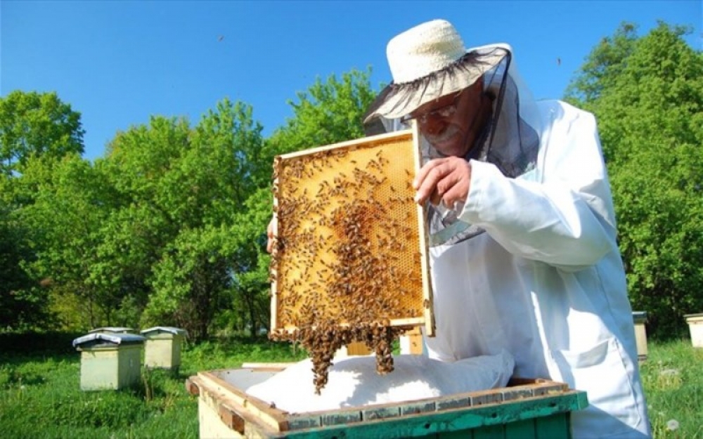 Υπενθύμιση προς μελισσοκόμους από την ΠΕ Λακωνίας