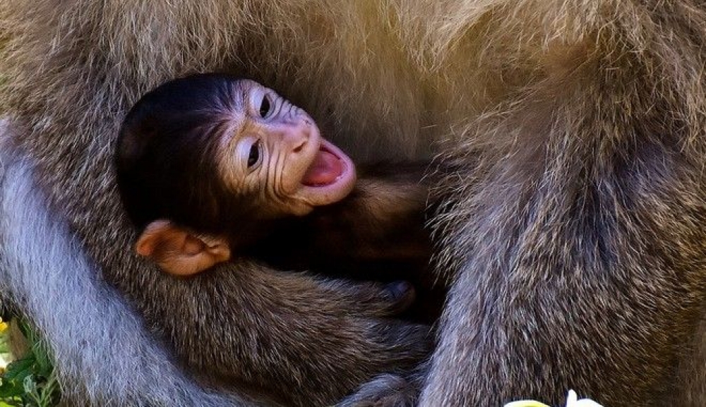 Έξαρση γεννήσεων σε ζωολογικό κήπο στην περίοδο της καραντίνας