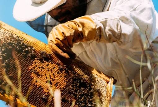 Αλλαγές στο πρόγραμμα της μελισσοκομίας