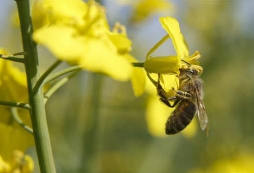 Οι μέλισσες εθίζονται στα φυτοφάρμακα όπως οι καπνιστές στη νικοτίνη