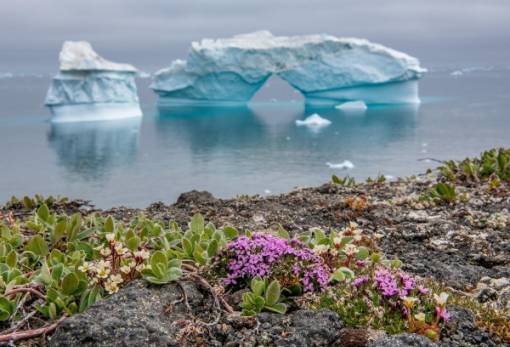 Λουλούδια ανθίζουν στην Ανταρκτική λόγω της αύξησης των θερμοκρασιών