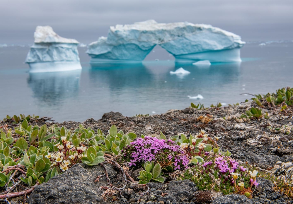 Λουλούδια ανθίζουν στην Ανταρκτική λόγω της αύξησης των θερμοκρασιών