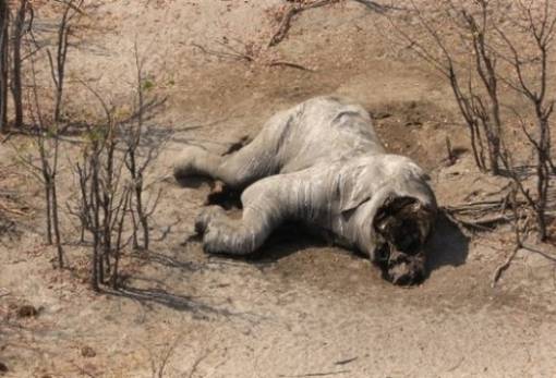 Λαθροκυνηγοί σκότωσαν, αποκεφάλισαν και έγδαραν 87 ελέφαντες στη Μποτσουάνα