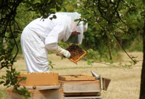 Σεμινάριο για μελισσοκόμους: «Εχθροί και ασθένειες των μελισσών»