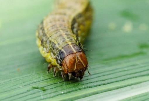 Στη Λακωνία εντοπίστηκε επικίνδυνο έντομο καραντίνας