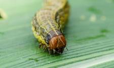 Στη Λακωνία εντοπίστηκε επικίνδυνο έντομο καραντίνας